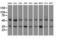 PKR2 antibody, LS-C115224, Lifespan Biosciences, Western Blot image 