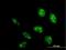 DNA-directed RNA polymerases I and III subunit RPAC2 antibody, H00051082-B01P, Novus Biologicals, Immunocytochemistry image 