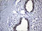 Nuclear Export Mediator Factor antibody, CF811464, Origene, Immunohistochemistry frozen image 