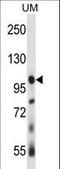 Ubiquitin carboxyl-terminal hydrolase 4 antibody, LS-C160474, Lifespan Biosciences, Western Blot image 