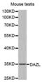 Deleted in azoospermia-like antibody, abx001030, Abbexa, Western Blot image 