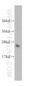 DnaJ Heat Shock Protein Family (Hsp40) Member C12 antibody, 12338-1-AP, Proteintech Group, Western Blot image 