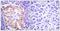 Collagen Type III Alpha 1 Chain antibody, TA311722, Origene, Immunohistochemistry frozen image 