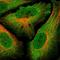Zinc finger protein GLIS2 antibody, HPA056976, Atlas Antibodies, Immunocytochemistry image 