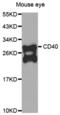 CD40 Molecule antibody, abx000604, Abbexa, Western Blot image 