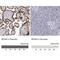 Bisphosphoglycerate mutase antibody, NBP1-86377, Novus Biologicals, Immunohistochemistry paraffin image 