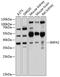 Inositol Monophosphatase 2 antibody, 13-612, ProSci, Western Blot image 