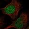 Ribonuclease P/MRP Subunit P40 antibody, PA5-57365, Invitrogen Antibodies, Immunofluorescence image 