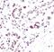 Histone H3 antibody, MA5-11199, Invitrogen Antibodies, Immunohistochemistry paraffin image 