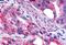 Galanin Receptor 2 antibody, MBS243704, MyBioSource, Immunohistochemistry frozen image 