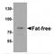 Protein fat-free homolog antibody, MBS150363, MyBioSource, Western Blot image 