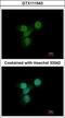 LYN Proto-Oncogene, Src Family Tyrosine Kinase antibody, GTX111543, GeneTex, Immunocytochemistry image 