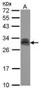 Pituitary Tumor-Transforming 2 antibody, PA5-30881, Invitrogen Antibodies, Western Blot image 
