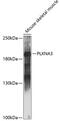 Plexin A3 antibody, 15-786, ProSci, Western Blot image 