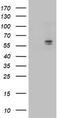 Aldehyde Dehydrogenase 3 Family Member A2 antibody, TA503269, Origene, Western Blot image 