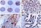 Survivin antibody, A30032, Boster Biological Technology, Immunoprecipitation image 