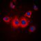 STE20 Like Kinase antibody, orb224058, Biorbyt, Immunofluorescence image 
