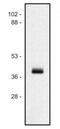 HLA class I histocompatibility antigen, A-1 alpha chain antibody, NB500-411, Novus Biologicals, Western Blot image 