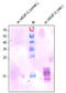 Vascular Endothelial Growth Factor C antibody, AM33409PU-N, Origene, Western Blot image 