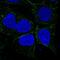 Small Integral Membrane Protein 8 antibody, NBP2-55878, Novus Biologicals, Immunocytochemistry image 