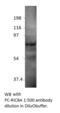 RIC8 Guanine Nucleotide Exchange Factor A antibody, MBS540595, MyBioSource, Western Blot image 