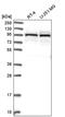La-related protein 4B antibody, PA5-65339, Invitrogen Antibodies, Western Blot image 