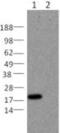 BH3 Interacting Domain Death Agonist antibody, 14-9944-80, Invitrogen Antibodies, Western Blot image 