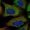 Immunoglobulin Superfamily Member 1 antibody, NBP2-14119, Novus Biologicals, Immunofluorescence image 