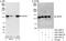 Centrosomal protein of 97 kDa antibody, A301-946A, Bethyl Labs, Western Blot image 