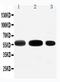 Solute Carrier Family 1 Member 1 antibody, PA2164-2, Boster Biological Technology, Western Blot image 