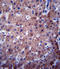 Cytochrome P450 Family 2 Subfamily C Member 19 antibody, LS-C167222, Lifespan Biosciences, Immunohistochemistry paraffin image 