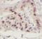 Sp1 Transcription Factor antibody, FNab08131, FineTest, Immunohistochemistry frozen image 