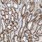 Anaphase Promoting Complex Subunit 11 antibody, HPA021989, Atlas Antibodies, Immunohistochemistry frozen image 