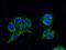 Protein C inhibitor antibody, 10673-1-AP, Proteintech Group, Immunofluorescence image 