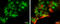 POU Class 3 Homeobox 2 antibody, GTX114650, GeneTex, Immunocytochemistry image 