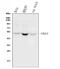 Ubiquitin Like Modifier Activating Enzyme 3 antibody, PB9838, Boster Biological Technology, Western Blot image 