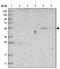 Family With Sequence Similarity 98 Member A antibody, NBP1-85086, Novus Biologicals, Western Blot image 