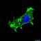 V5 epitope tag antibody, orb13472, Biorbyt, Immunofluorescence image 