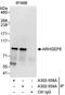 Rac/Cdc42 Guanine Nucleotide Exchange Factor 6 antibody, A302-559A, Bethyl Labs, Immunoprecipitation image 