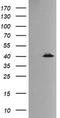 p38 MAPK antibody, TA505878BM, Origene, Western Blot image 