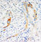Caspase 2 antibody, AP23372PU-N, Origene, Immunohistochemistry frozen image 