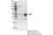 MAF BZIP Transcription Factor A antibody, 79737S, Cell Signaling Technology, Immunoprecipitation image 