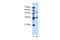 Transmembrane Protein 8B antibody, GTX47097, GeneTex, Western Blot image 