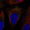 Solute Carrier Family 9 Member A7 antibody, HPA075385, Atlas Antibodies, Immunofluorescence image 