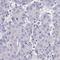 Zinc Finger Protein 483 antibody, HPA055041, Atlas Antibodies, Immunohistochemistry paraffin image 