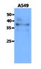Serine/Threonine Kinase 16 antibody, MBS200318, MyBioSource, Western Blot image 