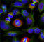 BCL2 Like 1 antibody, AP0314, ABclonal Technology, Immunofluorescence image 