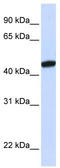 KRR1 Small Subunit Processome Component Homolog antibody, TA345997, Origene, Western Blot image 
