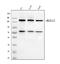 Regulator Of G Protein Signaling 12 antibody, A07317-2, Boster Biological Technology, Western Blot image 