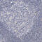Agmatinase, mitochondrial antibody, HPA026443, Atlas Antibodies, Immunohistochemistry frozen image 